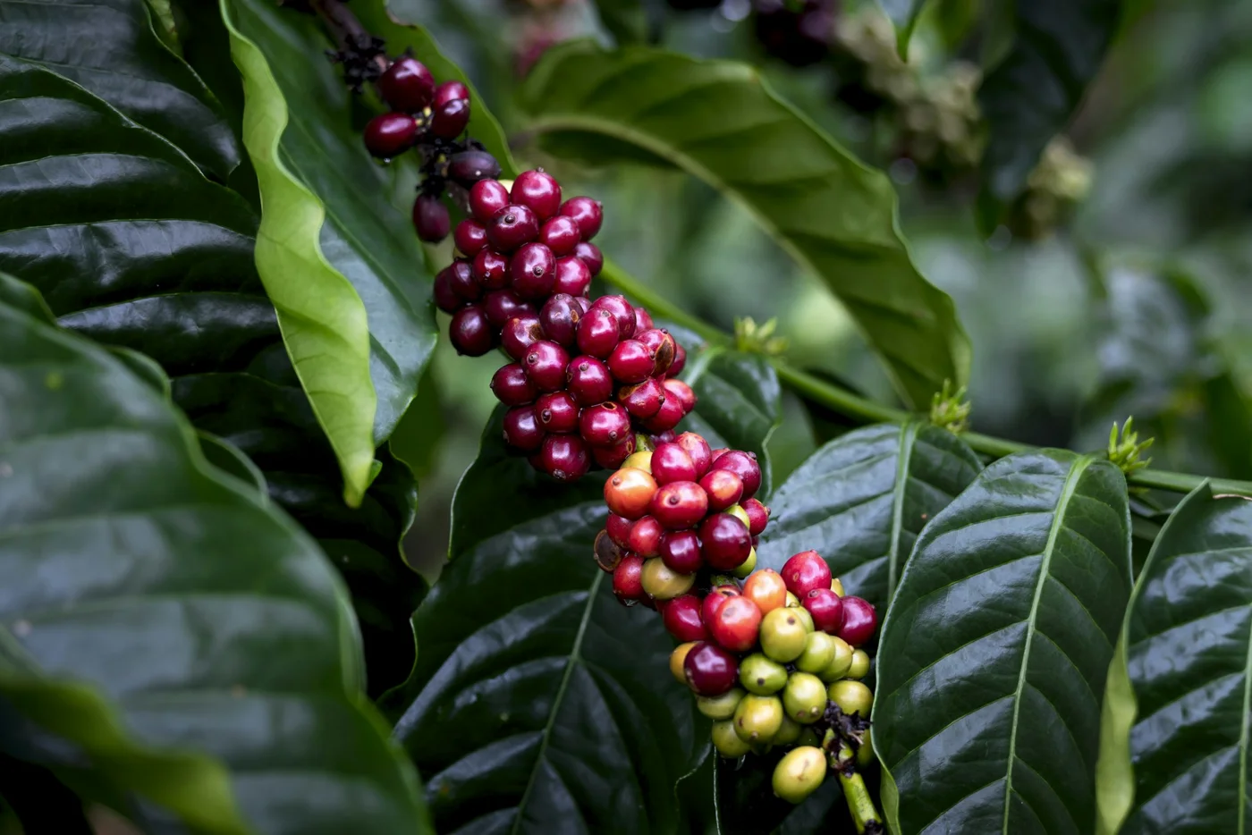 Frutos de café amadurecendo no ramo, entre folhas verdes